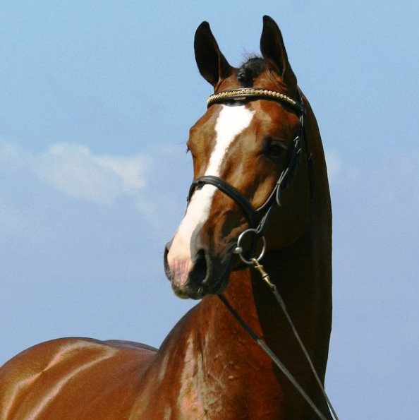 Tornesch — head shot
