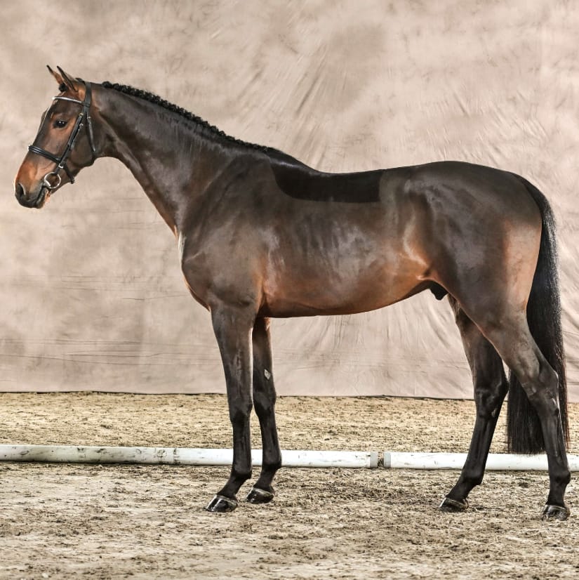 Calizio Image